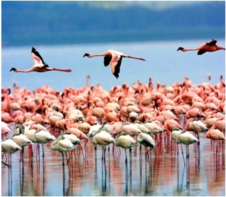 lake manyara park flamingo birds - wildlife safari tanzania